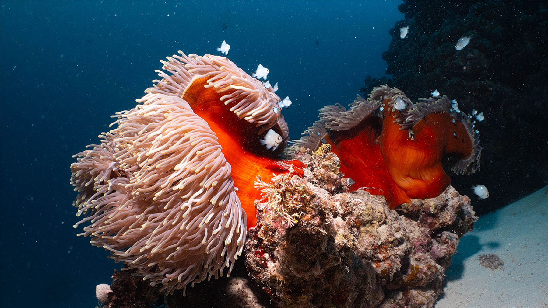 Anemone – Aufnahme von Sonja Schweinhammer