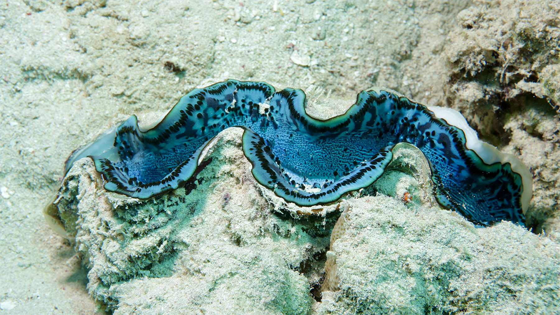 Tridacna – Aufnahme von Sonja Schweinhammer