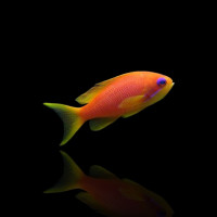 Pseudanthias Squamipinnis - Juwelen Fahnenbarsch