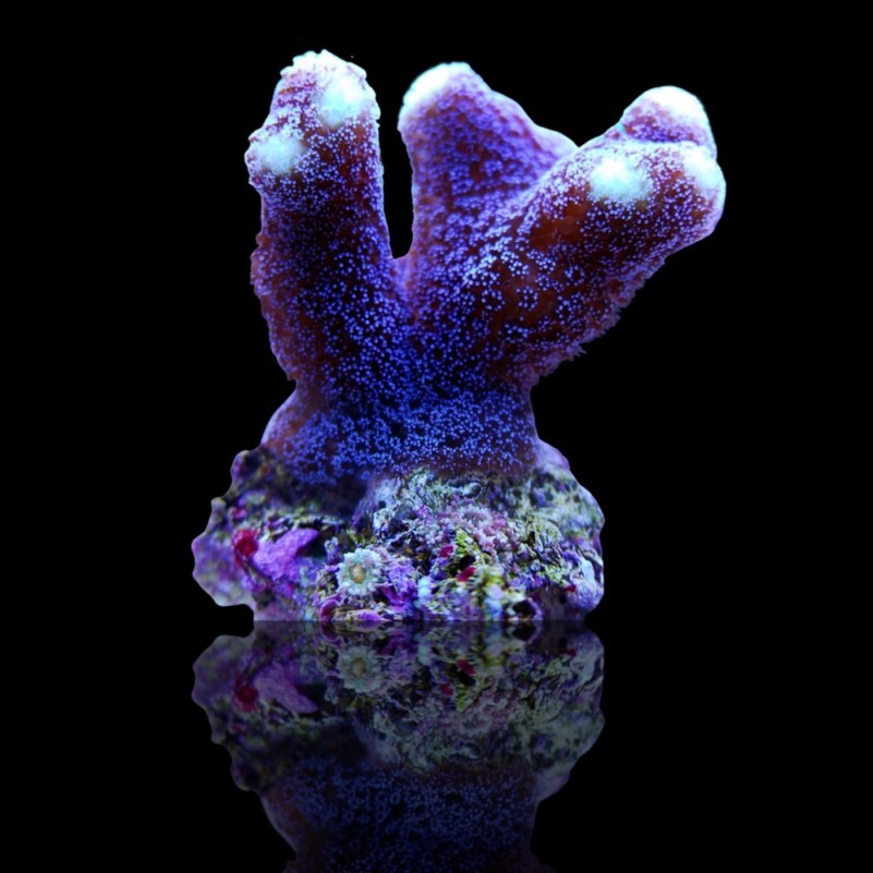 Stylophora Purple "MILKA" Frag box