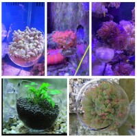 ReefKing Glastasse für Anemonen und Korallenableger