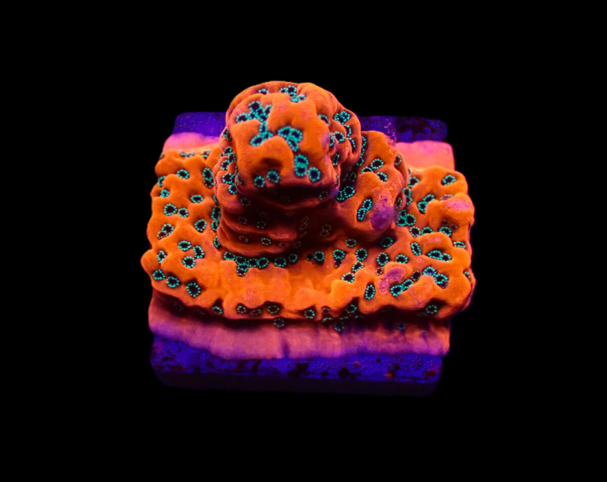 Montipora spp. Dragonfruit (frag)