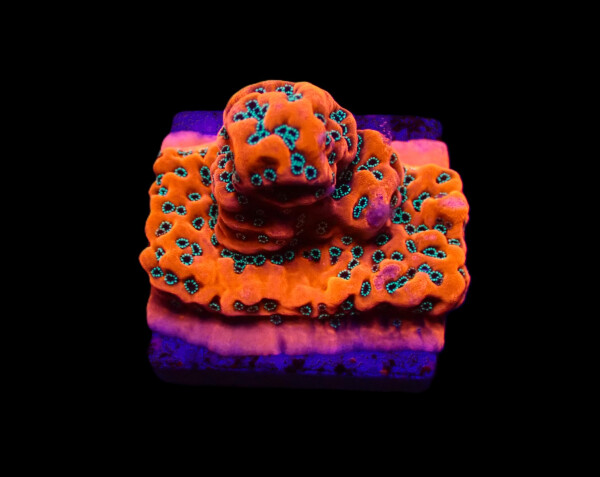 Montipora spp. Dragonfruit (frag)