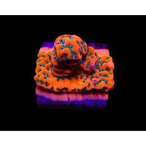Montipora spp. Dragonfruit (frag)