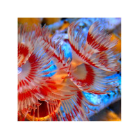 Protula Bispiralis - White + red/orange Marbled M-size