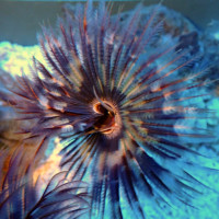 Sabellastarte Magnifica - Feather Duster