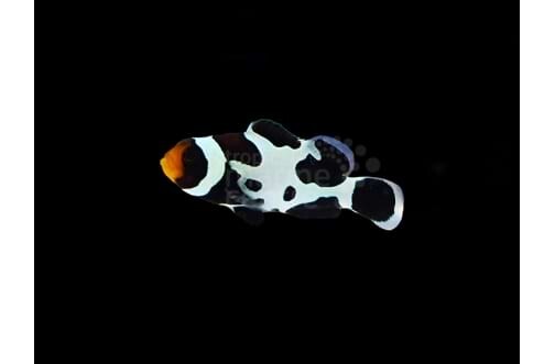 Amphiprion Ocellaris - Falscher Clownfis box