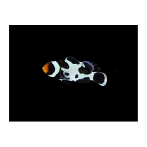 Amphiprion Ocellaris - Falscher Clownfisch "Black...