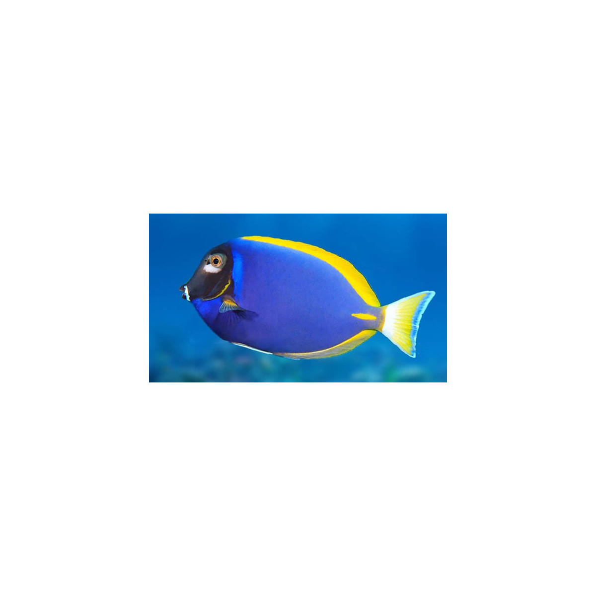 Acanthurus Leucosternon CF Blue  - Puderblauerl Doktorfisch