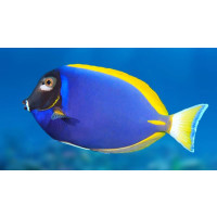 Acanthurus Leucosternon CF Blue  - Puderblauerl Doktorfisch