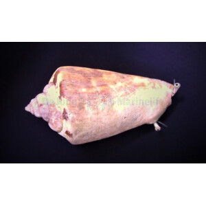 Conomurex/Strombus luhuanus - Kegelflechter Schnecke