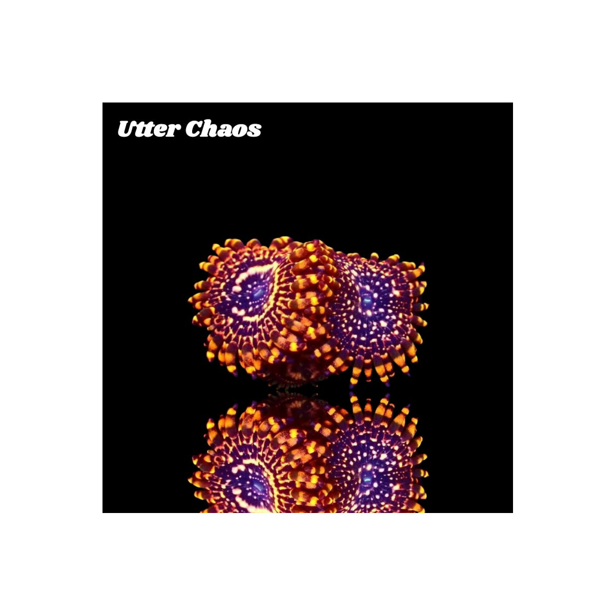 Zoanthus Utter Chaos Frag S-size