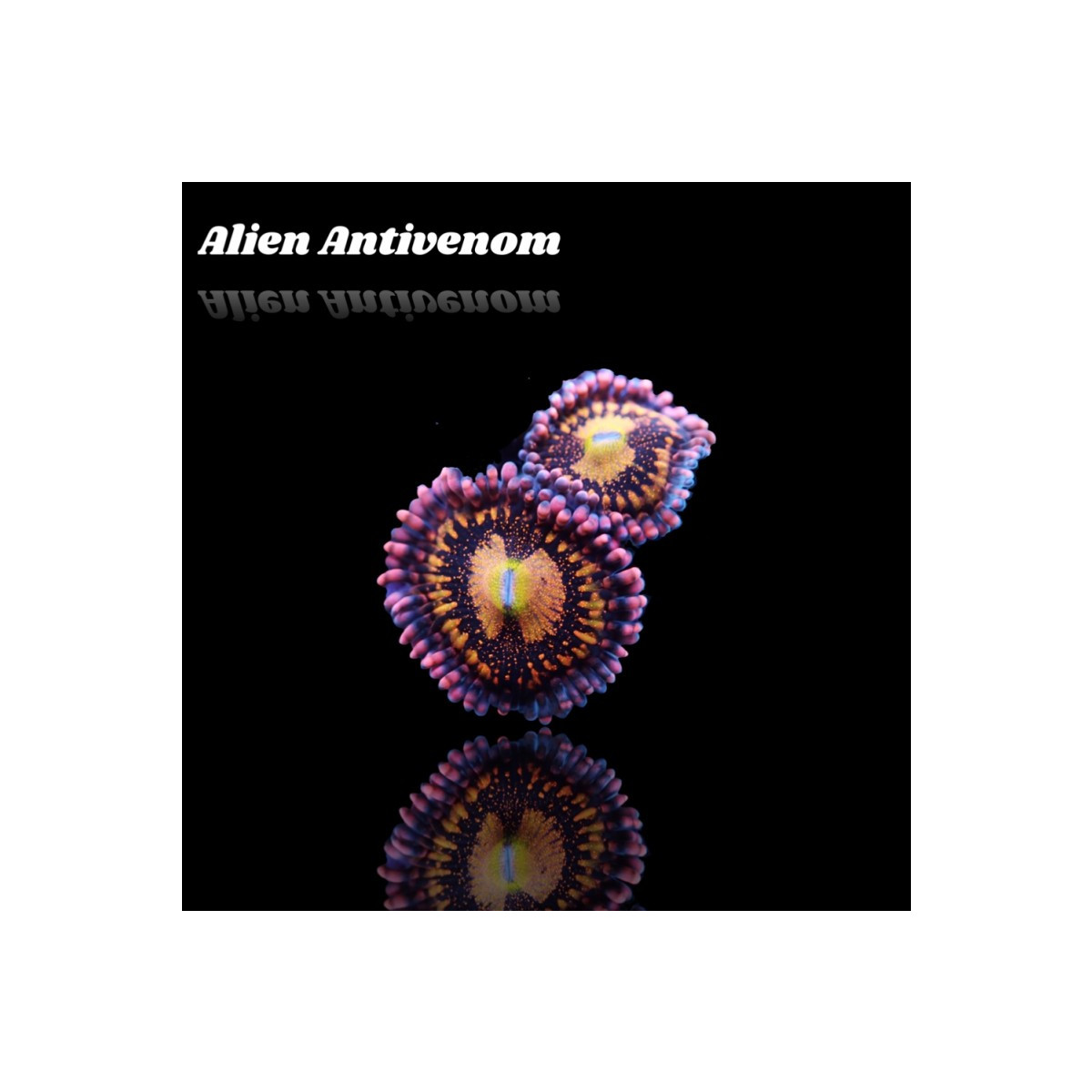 Zoanthus Alien Antivenom Frag S-size