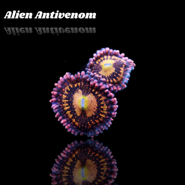 Zoanthus Alien Antivenom Frag S-size