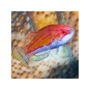 Paracheilinus Flavianalis - Gelbflossen Zwerglippfisch