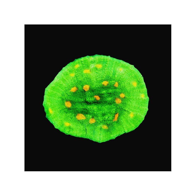 Mycedium sp.  Chalice Space Invaders