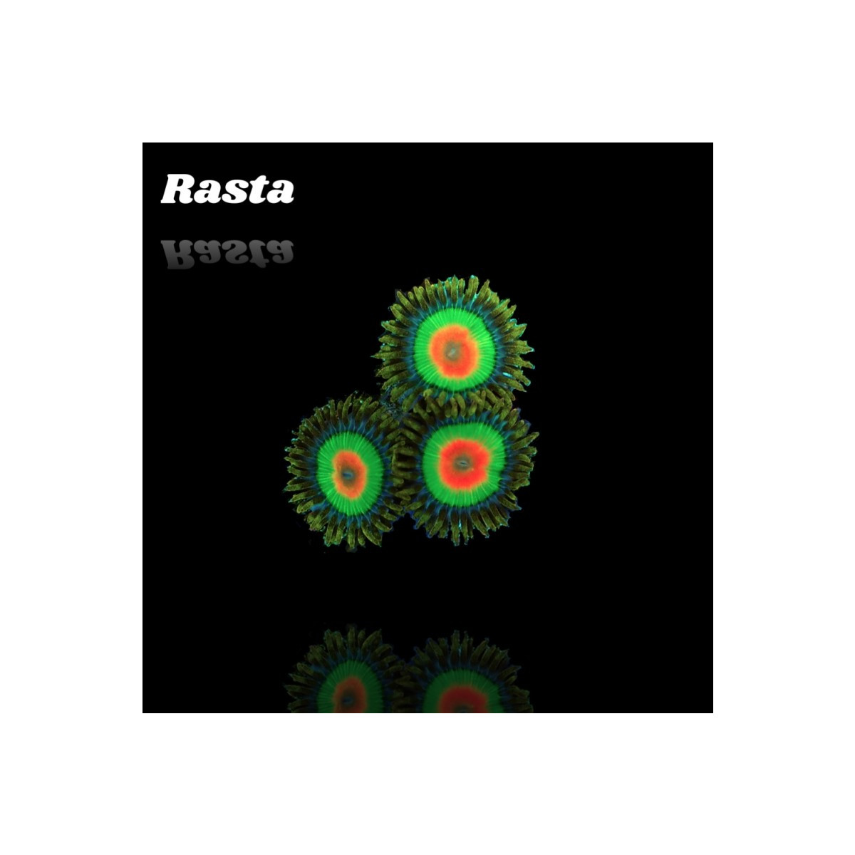 Zoanthus Rasta Frag S-size