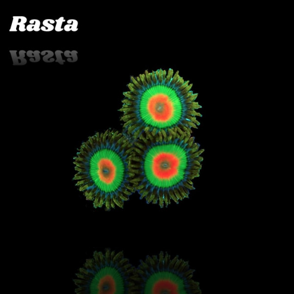 Zoanthus Rasta Frag S-size