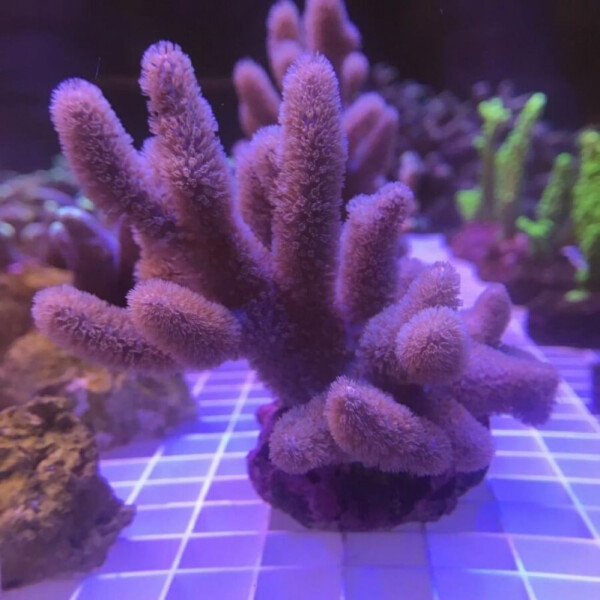 Sinularia mollisi S-size