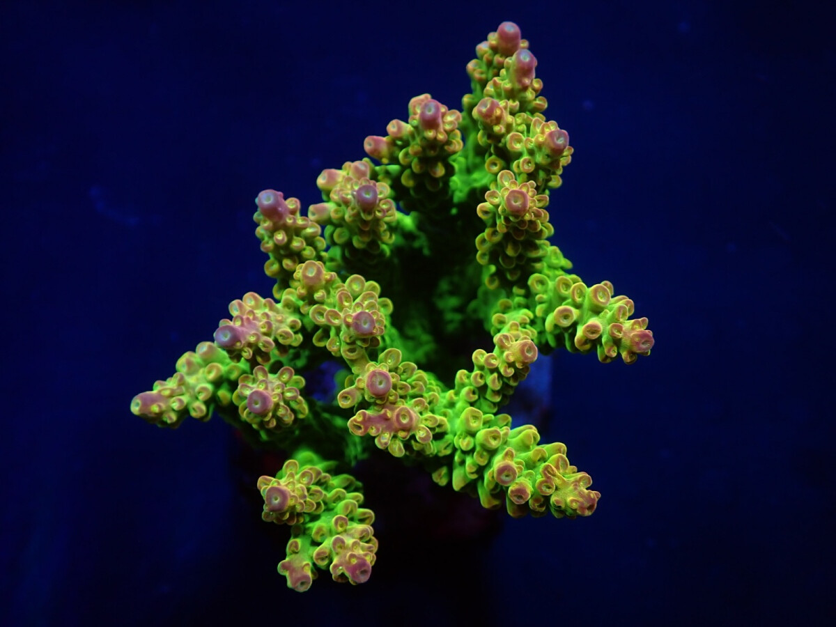 Acropora "Mango Garden" (frag)