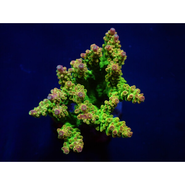 Acropora "Mango Garden" (frag)