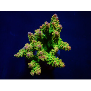 Acropora "Mango Garden" (frag)