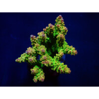 Acropora "Mango Garden" (frag)