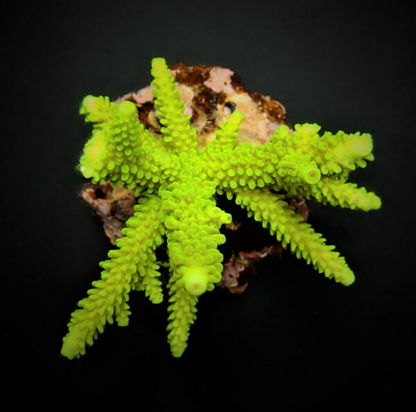 Acropora "Enzmann" L
