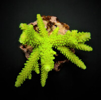 Acropora "Enzmann" L