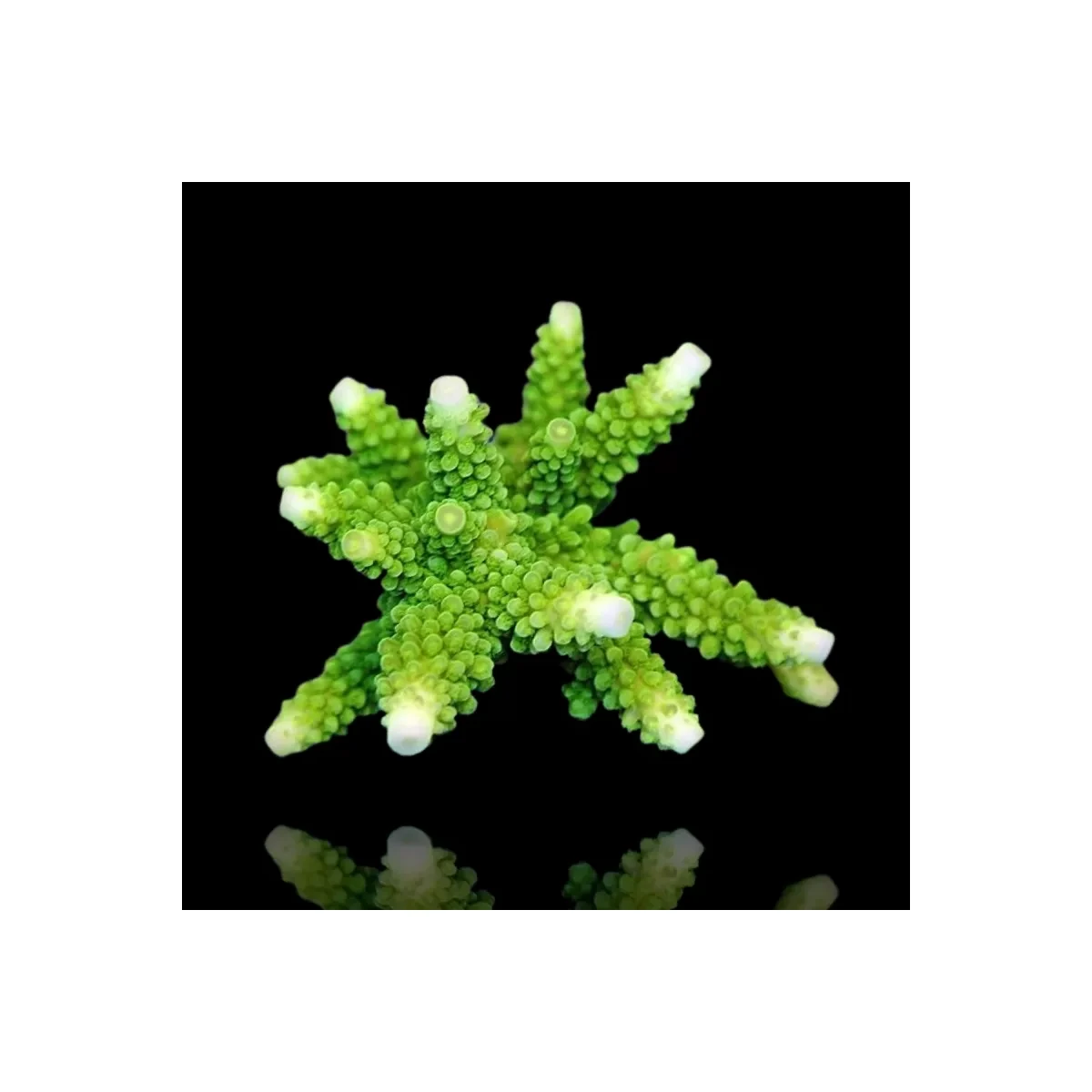 Acropora formosa green XL