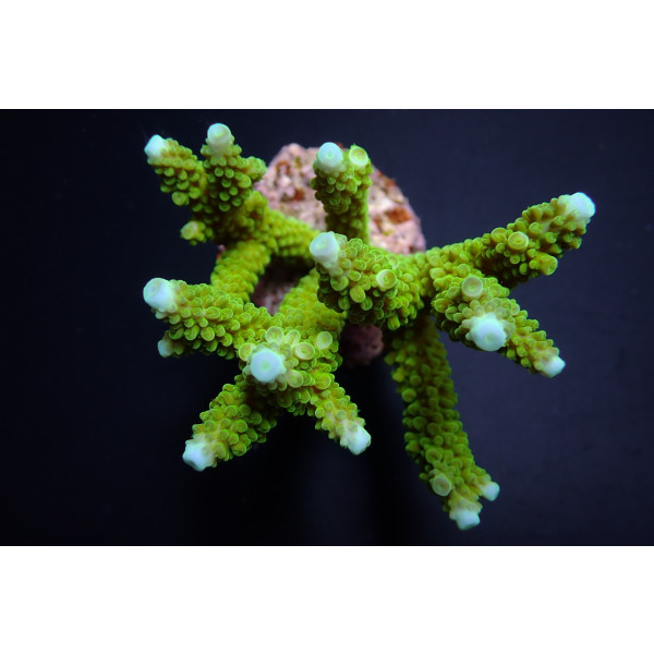 Acropora formosa green XL