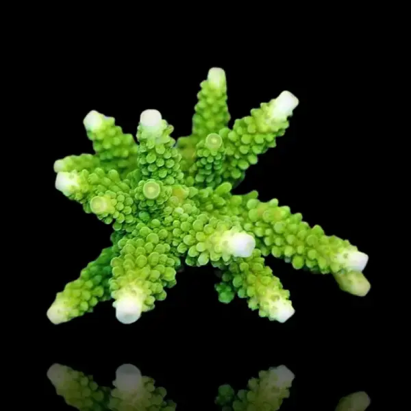 Acropora formosa green XL