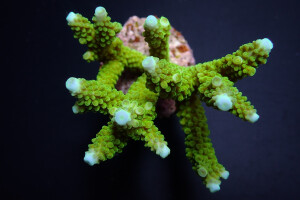 Acropora formosa green XL