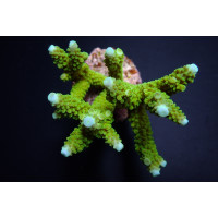 Acropora formosa green XL