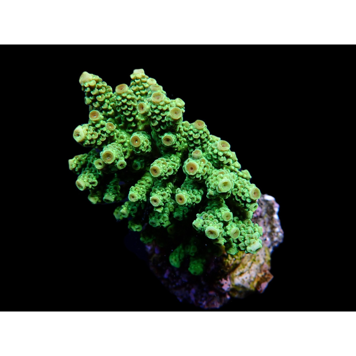 Acropora Florida L