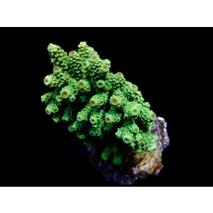 Acropora Florida L