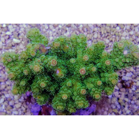 Acropora Florida L