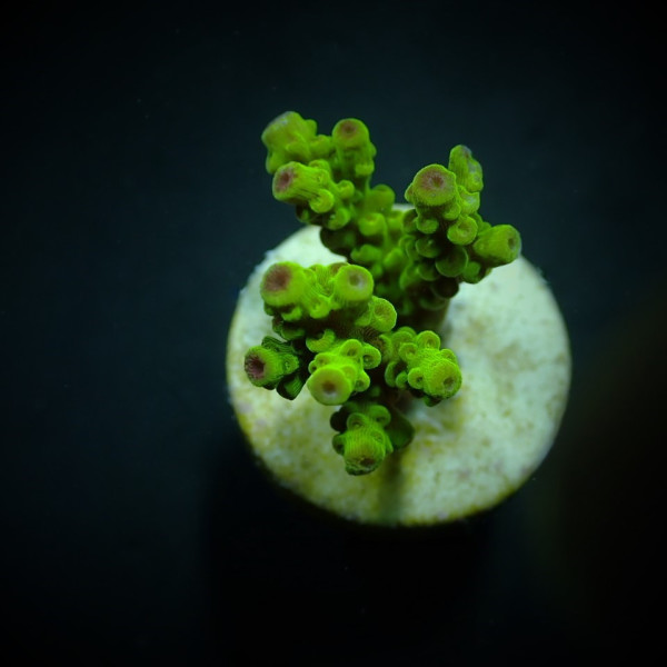 Acropora Florida Frag