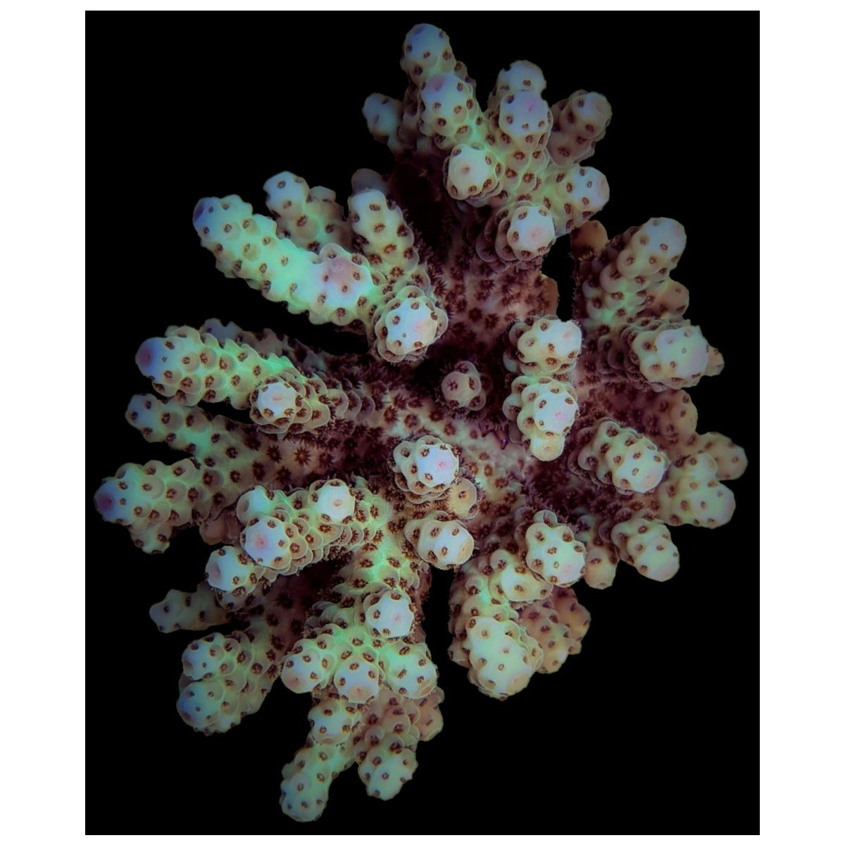 Acropora sarmentosa "Cookie Monster"