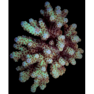 Acropora sarmentosa "Cookie Monster"
