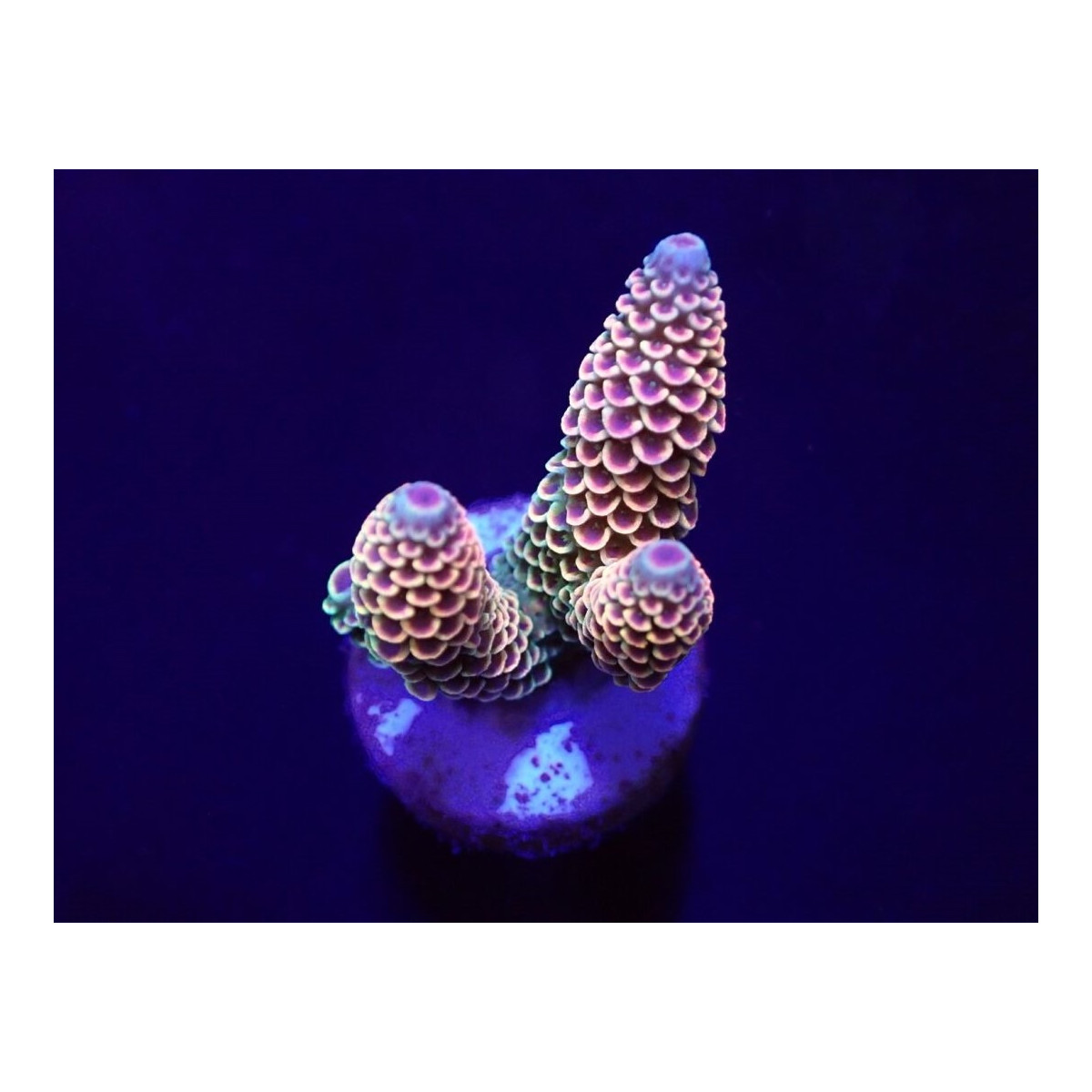 Acropora spathulata (frag)