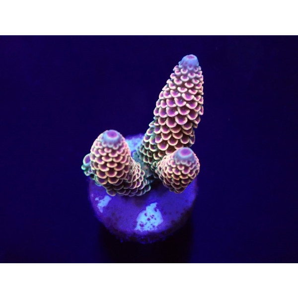 Acropora spathulata (frag)