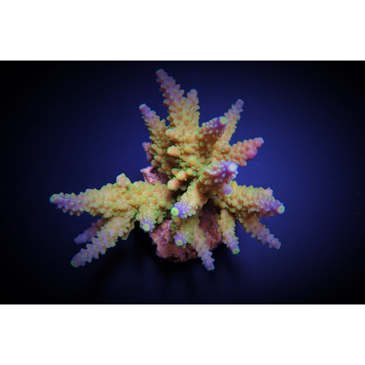 Acropora valida S-M