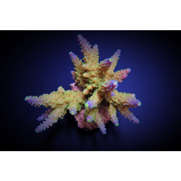 Acropora valida S-M