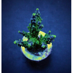 Acropora valida (frag)