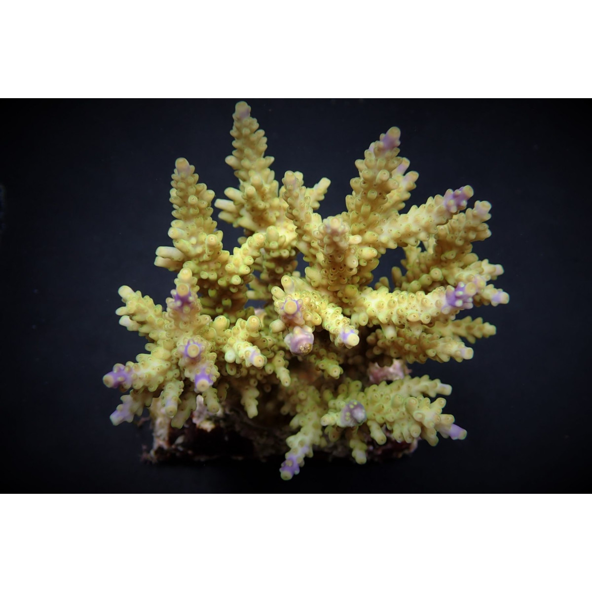 Acropora cerealis (frag)