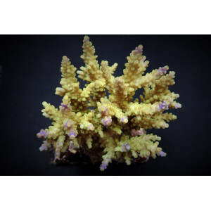 Acropora cerealis (frag)