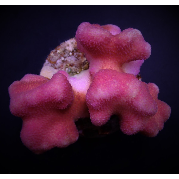 Stylophora pistillata - Pink Frag