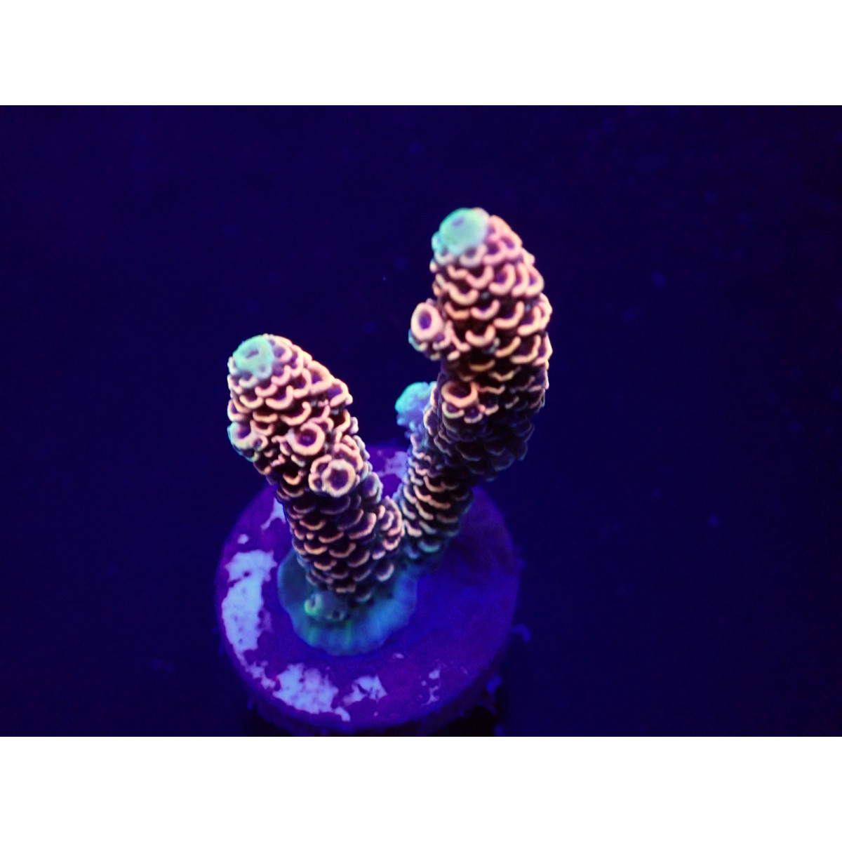 Acropora millepora Red-Pink