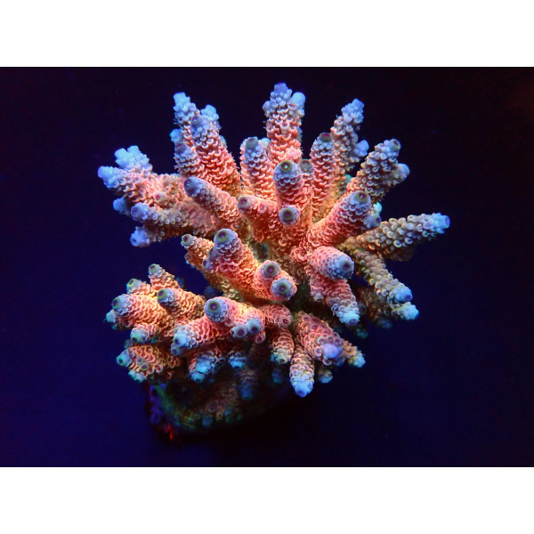 Acropora millepora Rainbow frag M